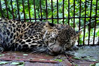 leopard caught in dibrugarh