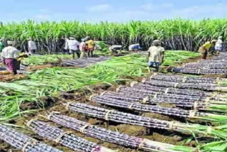 Government approves determination of FRP of sugarcane