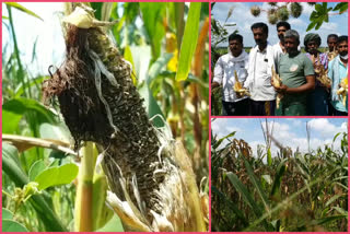 parrot-problem-for-maize-farmers-in-davanagere