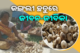 ବର୍ଷ ବର୍ଷ ଧରି ଜୀବନ ଜୀବିକାର ମାଧ୍ୟମ ପାଲଟିଛି ଜଙ୍ଗଲି ଛତୁ