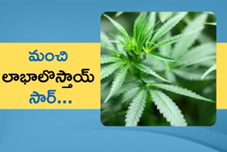 Farmer seeks permission to cultivate ganja