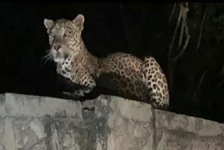 Panther seen in graveyard, Dungarpur news