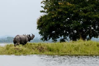 six fake rhino horn found in tezpur