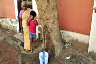 vagai tree  Water splashed from the vagai tree  Water splashed from the vagai tree in madurai  water splashed from the tree  madurai news  madurai latest news  வாகை மரத்திலிருந்து பீய்ச்சியடித்த தண்ணீர்  வாகை மரம்  மதுரையில் வாகை மரத்திலிருந்து பீய்ச்சியடித்த தண்ணீர்  மதுரை செய்திகள்