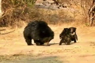 Daroji Sloth Bear Sanctuary