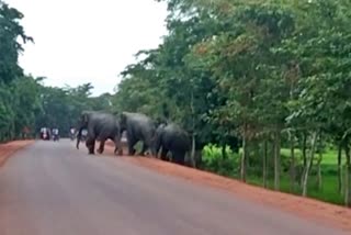 tusker-elephants-are-damaging-crops-in-magarlod-area-of-dhamtari