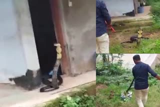 14 ft King Cobra rescued by Snake expert  14 അടി നീളമുള്ള രാജവെമ്പാല  ബെൽത്തങ്ങാടി  രാജവെമ്പാല  രാജവെമ്പാലയെ രക്ഷപ്പെടുത്തുന്ന ദൃശ്യങ്ങൾ  പാമ്പിനെ രക്ഷപ്പെടുത്തുന്ന ദൃശ്യങ്ങൾ  King Cobra  King Cobra rescuing video  അലദങ്ങാടി  Aladangadi  snake  snake expert  പാമ്പ് പിടിത്തക്കാരൻ