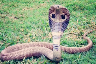 14 ft King Cobra rescued by Snake expert, Watch shocking video