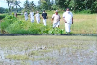 ഇരമല്ലൂർ പാടശേഖരം  ഇരമല്ലൂർ പാടശേഖരം വാർത്ത  ഇരമല്ലൂർ പാടശേഖര കൃഷിയോഗ്യമാക്കണം  അറുപത് ഏക്കറോളം പാടശേഖരം  പൂക്കൃഷി വാർത്ത  Iramallur paddy field  kothamangalam flower cultivation  flower cultivation news  Iramallur paddy field flower cultivation