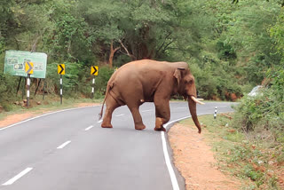bahubali elephant wounded in metupalayam