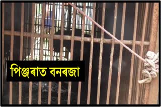 A_Moran_8022to8027_Bonraja cage closed at Dibrugarh_As10031