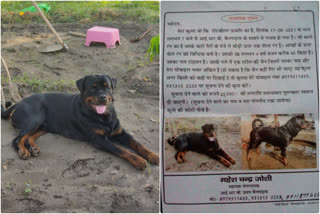 ramnagar dog news