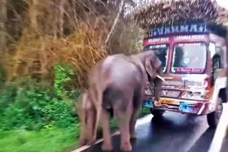 Elephant stops a lorry to graze sugarcane in Chamarajanagar