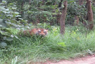 Bandhavgarh Tiger Reserve