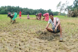 flood-effect-on-farmers-at-gangavali-river-bank