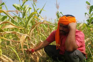 भीलवाड़ा में बारिश की कमी, lack of rain in bhilwara