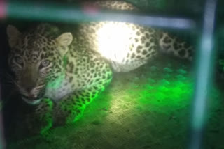 leopard in sirmaur