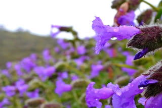 Neelakurinji