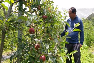 Netherlands apple