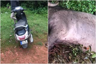 killed-buffalo-in-ullal