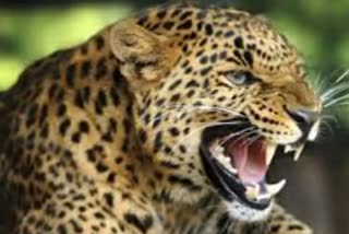 Leopard attack on a woman