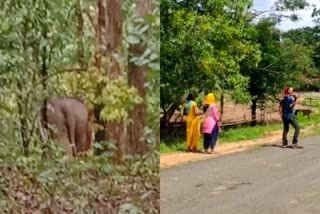 A team of seven elephants reached Amritdhara