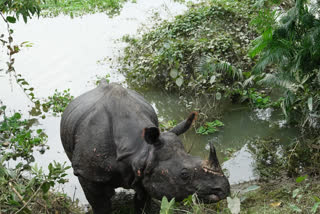 time-card-in-kaziranga-national-park-to-control-animal-death