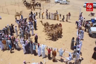 Camel beauty pageant held in Yemen's desert