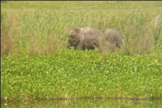 group-of-wild-elephant-with-an-young-one-raoming-in-nimati-jorhat