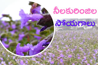 neelakurinji flower