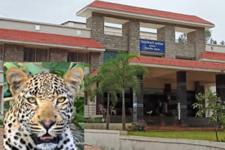 leopard in collectors office of satara