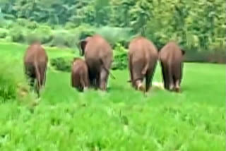 Elephants roaming