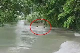 Live video of youth swept away in flood water