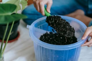Preparing Soil For Indoor Plants
