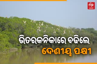 ଭିତରକନିକାରେ ବଢିଛି ଦେଶୀୟ ପକ୍ଷୀଙ୍କ ସଂଖ୍ୟା, ଗତ 3 ବର୍ଷରେ ସର୍ବାଧିକ