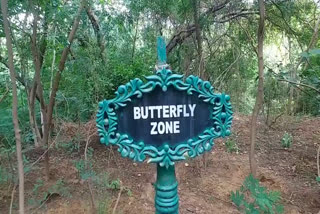 Rare species of butterflies, Smriti Van Jaipur