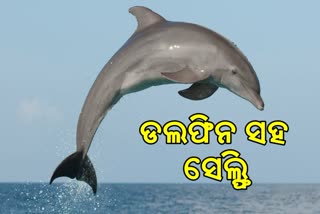 ବେଳାଭୂମିରେ ଡ଼ଲଫିନ, ସେଲ୍ଫି ନେଇ ମଜାଉଠାଇଲେ ପିଲା