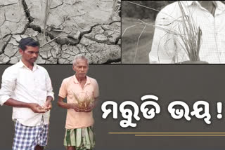 ଚାଷୀ ମୁଣ୍ତରେ ଚଡକ; ବର୍ଷା ଅଭାବରୁ କ୍ଷେତ ଫାଟି ଆଁ