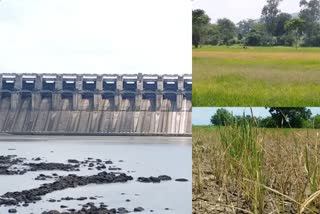 Paddy crop started drying