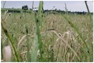 teok-damage-paddy-field