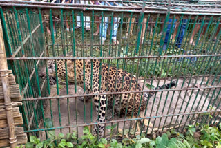 Leopard caged