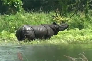 KNP Flood