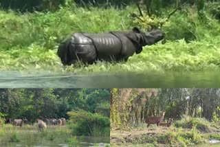 flood visuals of kaziranga national park  Kaziranga national park flood visuals  Kaziranga floods  Assam floods  അസമിൽ വെള്ളപ്പൊക്കം  കാസിരംഗ ദേശീയോദ്യാനം മുങ്ങി  കാസിരംഗ