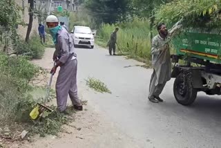 میونسپل کمیٹی ترال کے عملہ نے خود رو بھنگ کو تباہ کیا