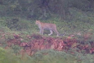 gurugram leopard video