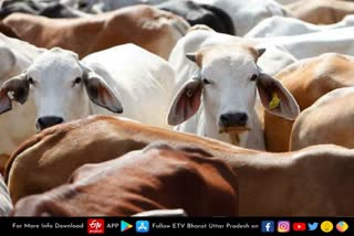 ayodhya-saints-welcome-suggestion-of-high-court-over-cow-as-national-animal