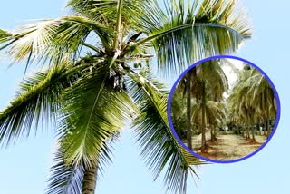 tumkur-district-pride-name-for-coconut-cultivation