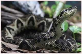 Brazilian viper venom may become tool in fight against Covid-19