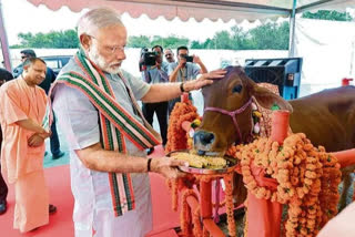 राष्ट्रीय पशु गाय