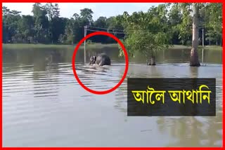 baby-elephant-stuck-in-flood-at-jajimukh
